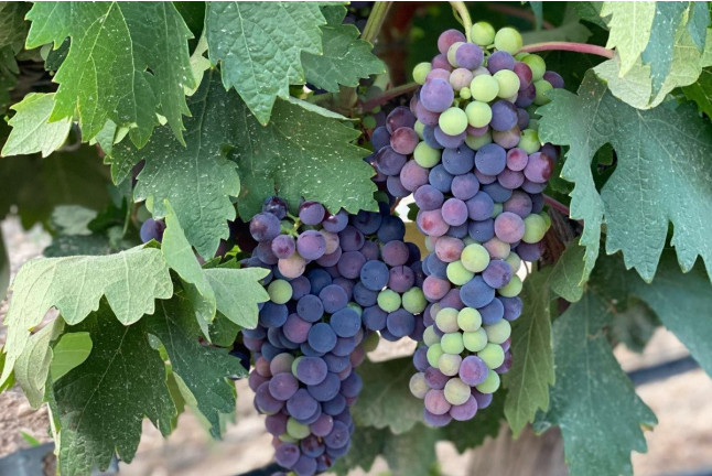 Escapada en Villas Perfer y Visita a Bodegas Perfer con Cata de Vinos y Aperitivo (Uleila del Campo, Almería)