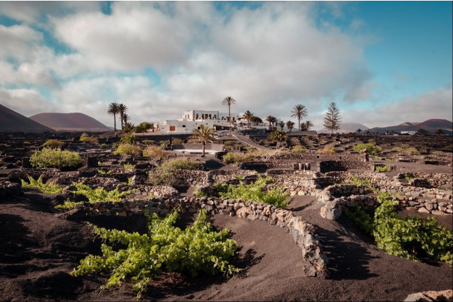 Tour por Viñedo con Cata de Vinos y Maridaje de Chocolate Artesanal en Finca Testeina -  Bodegas Vega de Yuco (Masdache, Lanzarote)
