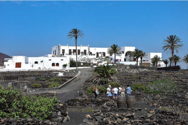 Tour por Viñedo con Cata de Vinos y Maridaje de Chocolate Artesanal en Finca Testeina -  Bodegas Vega de Yuco (Masdache, Lanzarote)