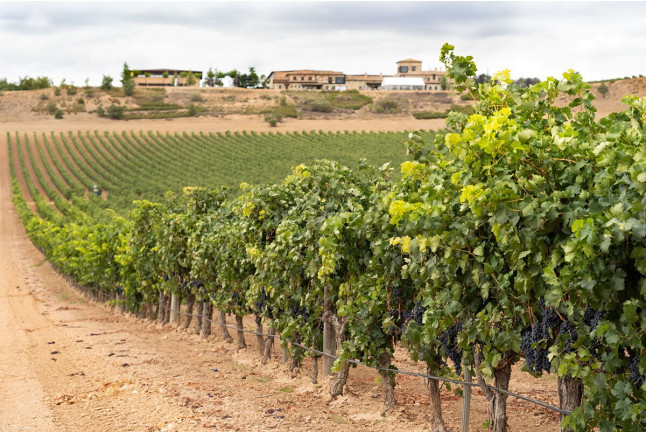 Visita a Bodegas Viña Arnáiz y Cata de Vinos (Haza, Burgos)