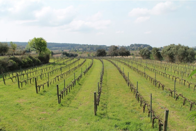 Paseo por los Viñedos con Desayuno de Payés y Cata de 3 Vinos en Mulet Viticultors (Santa Fe del Penedès, Barcelona)
