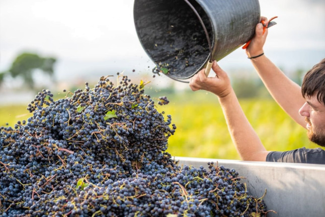 Paseo por los Viñedos con Desayuno de Payés y Cata de 3 Vinos en Mulet Viticultors (Santa Fe del Penedès, Barcelona)