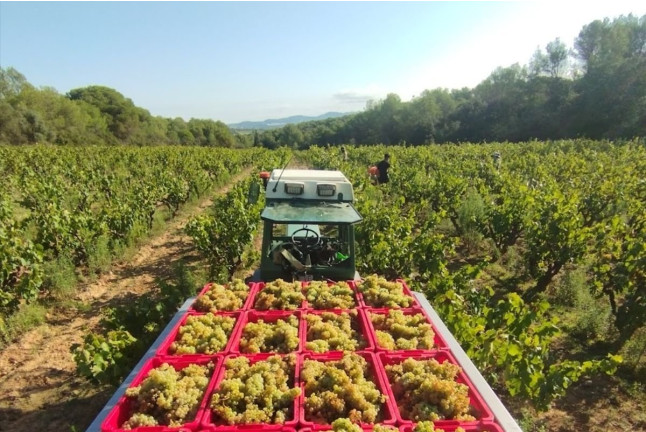 Paseo por los Viñedos con Desayuno de Payés y Cata de 3 Vinos en Mulet Viticultors (Santa Fe del Penedès, Barcelona)