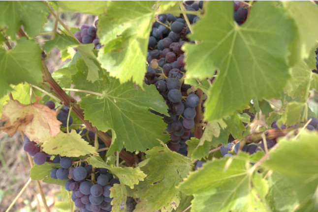 Visita a Viñedos en 4x4, Bodega, Cata de Vinos, Aperitivo y Comida en Cellers Baronia del Montsant (Tarragona)
