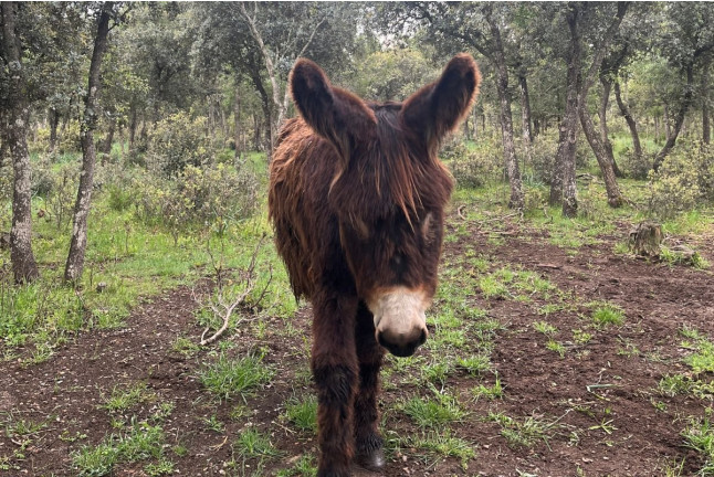 Experiencia Origen: Visita a Bodega y Cata con Aperitivo para dos en Bosque de Matasnos (Peñaranda de Duero, Burgos)