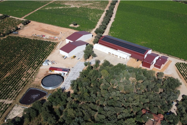 Experiencia Origen: Visita a Bodega y Cata con Aperitivo para dos en Bosque de Matasnos (Peñaranda de Duero, Burgos)