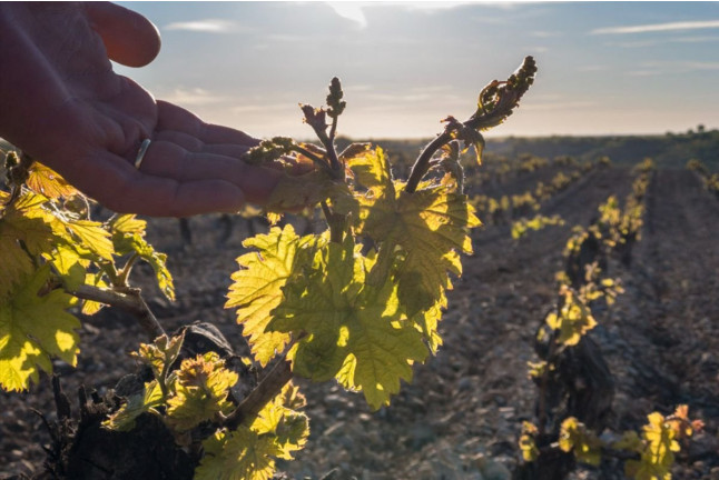 Experiencia Gastronómica: Visita a Bodega, Cata de Vino y Menú Tradicional en Bodegas Emilio Moro (Pesquera de Duero, Valladolid)