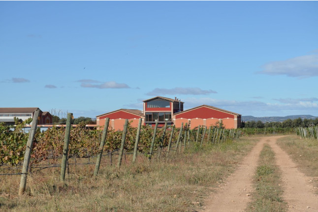 Visita a Bodegas Idrias y Viñedos con Cata de 3 Vinos y Maridaje de Productos Km 0 para dos (Lascellas, Huesca)