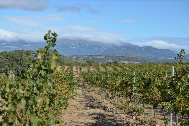 Visita a Bodegas Idrias y Viñedos con Cata de 3 Vinos y Maridaje de Productos Km 0 para dos (Lascellas, Huesca)