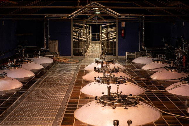 Viaje a la Uva: Visita a Bodegas NOC con Cata de Vino y Maridaje con Queso Manchego Artesano para dos (Manzaneque, Toledo)