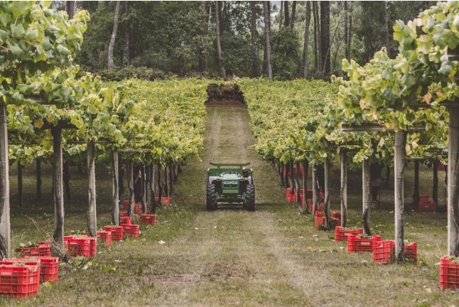 Visita a Bodega y Cata de Vinos para dos en Bodega Paco & Lola (Xil-Meaño, Pontevedra)