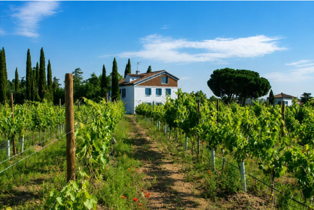 Visita a Bodega y Cata de Vinos para dos en Bodegas Rodríguez y Sanzo (Rueda, Valladolid)