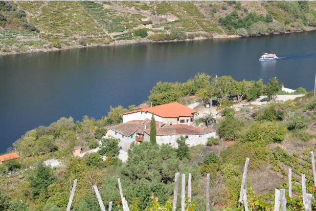 Visita a Bodega, Paseo por las Viñas, Cata de Vino y Tapa para dos en Ronsel Do Sil (Parada do Sil, Ourense)