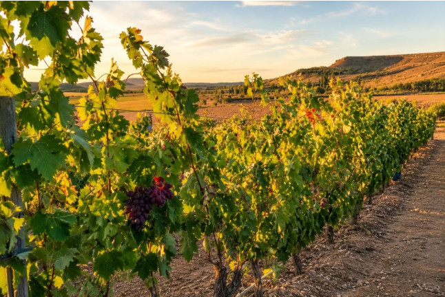 Entre Viñas y Tinajas: Paseo por la Viña, Visita a la Bodega, Cata y Tapa en Bodegas Rudeles (Peñalba de San Esteban, Soria)