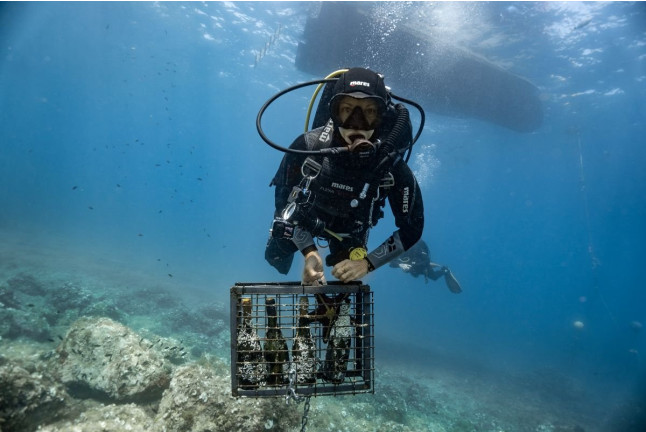 Recupera un Tesoro: Buceo y Recuperación de Botella de Vino para dos (Sant Pere Pescador, Girona)