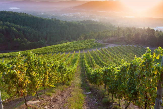 Armonía en Cuatro Tiempos: Visita a Viñedos y Bodega con Degustación de Vinos y Quesos para dos en Terras Gauda (Pontevedra)