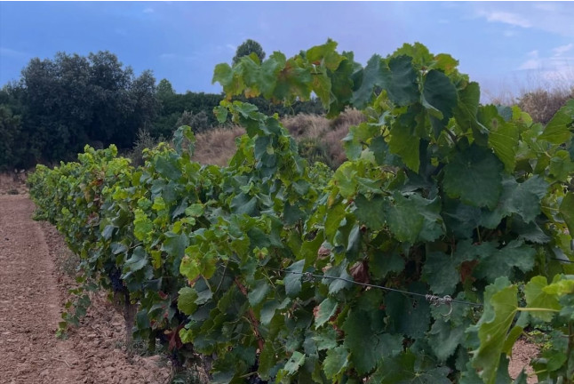 Visita a Bodega y Cata de Vino para dos en Bodegas Dominio Maestrazgo (Alcorisa, Teruel)