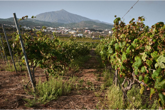 Visita Guiada con Cata de Vinos en Bodegas Viñátigo (La Guancha, Santa Cruz de Tenerife)