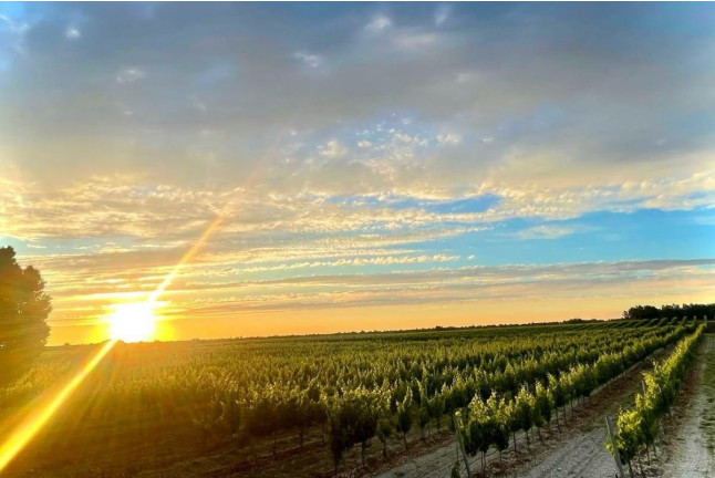 Visita a Bodega Barco Las Culebras y Cata de Vinos para dos (Valladolid)