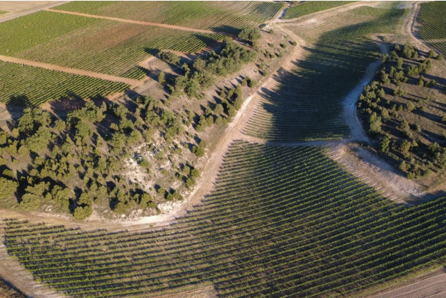 Visita a Bodega Barco Las Culebras y Cata de Vinos para dos (Valladolid)