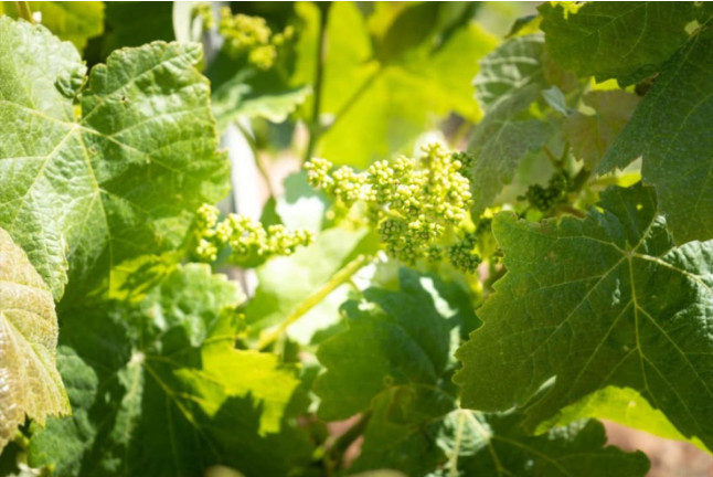 Cata de Vinos, Vinagres y Aceite en Finca Mas Perdut (Santa Oliva, Tarragona)