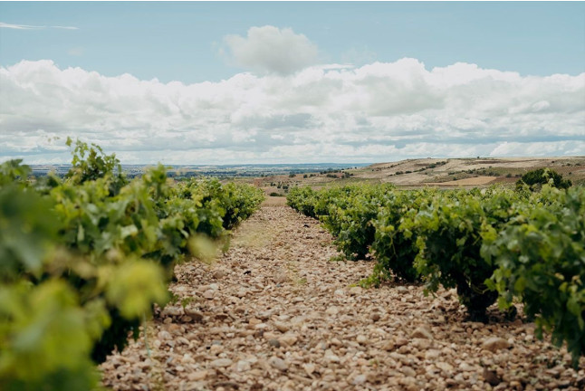 Visita a Bodegas Elías Mora con Cata de Vinos y Degustación para dos (San Román de Hornija, Valladolid)