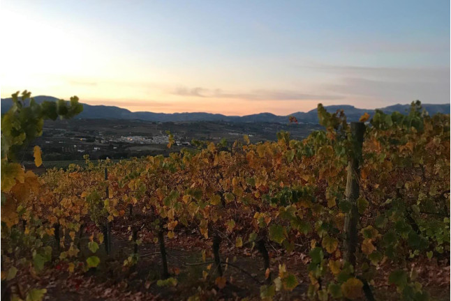 Visita, Cata y Almuerzo Frío para dos en Bodegas Morosanto (Ronda, Málaga)