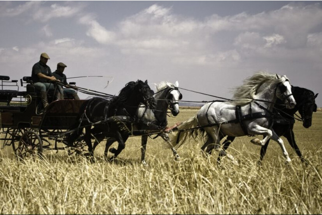 Visita a Bodega, Cata de Vino y Paseo en Coche de Caballos para dos (Albacete)