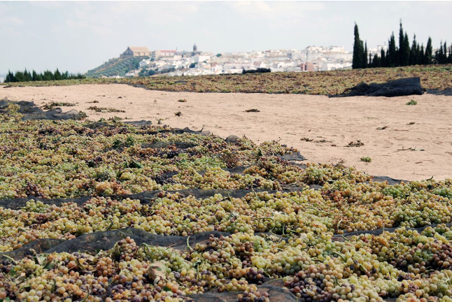 Visita a Bodegas Pérez Barquero con Cata de Vinos y Baños Árabes para dos en Casa Baños de la Villa (Córdoba)