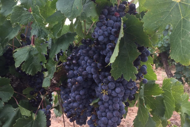 Visita a Bodega Villa d’Orta y Cata de 6 Vinos para dos (Barbastro, Huesca)
