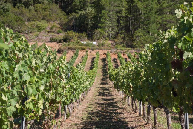 Visita a la Bodega Picos de Cabariezo con Cata de Vinos y Licores para dos (Cantabria)