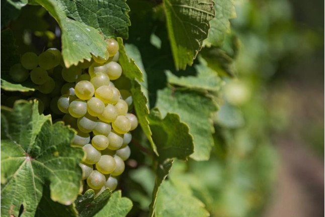 Visita a la Bodega Picos de Cabariezo con Cata de Vinos y Licores para dos (Cantabria)