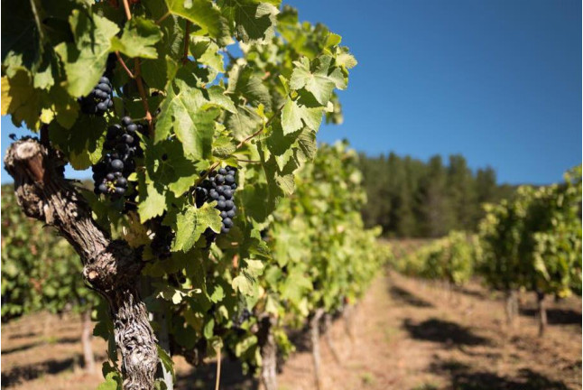 Visita a la Bodega Picos de Cabariezo con Cata de Vinos y Licores para dos (Cantabria)