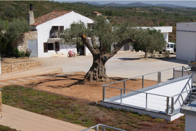 Visita Top Máxima: Visita Guiada a Bodega Mas de Rander y Viñas con Cata de Aceite y Cata de 8 Vinos para dos (Torreblanca, Castellón)