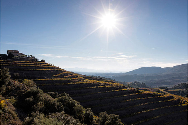 Cata de Vino para dos en BUIL & GINÉ (Tarragona)