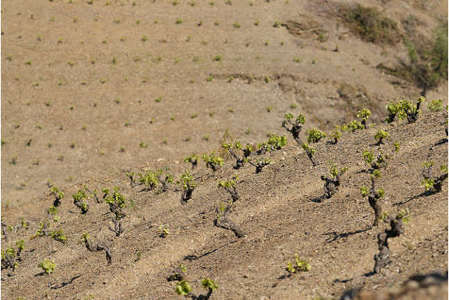 Cata de Vino para dos en BUIL & GINÉ (Tarragona)