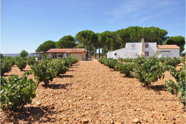 Visita a Bodega La Viña del Abuelo, Degustación de un Vino y una Tapa para dos (Toro, Zamora)