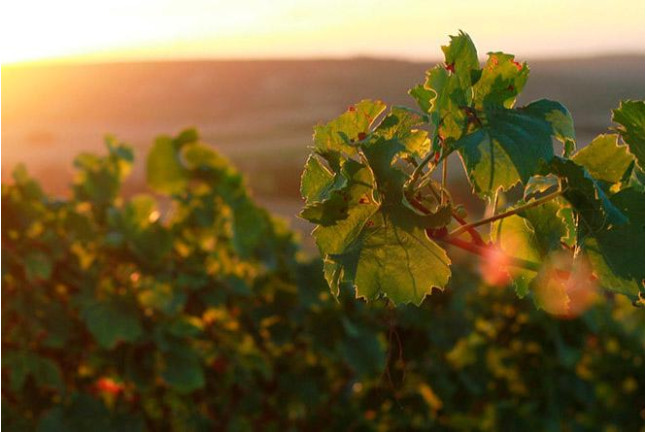 Visita a Bodega La Viña del Abuelo, Degustación de un Vino y una Tapa para dos (Toro, Zamora)