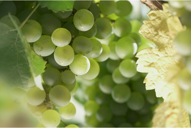 Visita a Bodega y Cata de Vinos para dos en Finca Montepedroso (Valladolid)