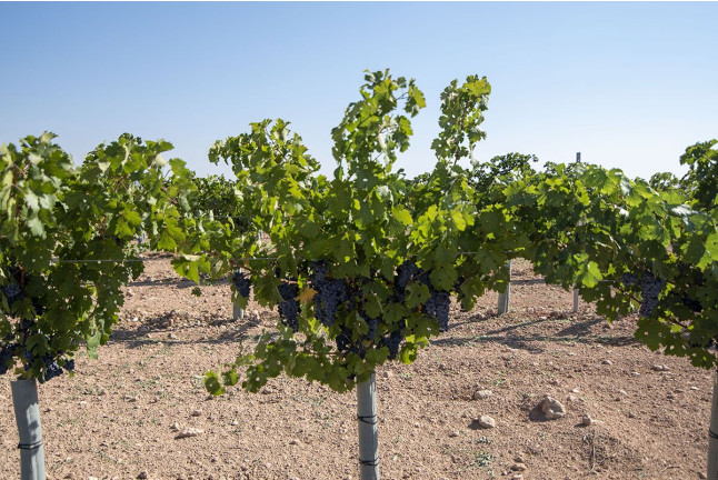 Visita a Bodega Mont Reaga con Cata de Vinos y Aperitivo para dos (Monreal del Llano, Cuenca)
