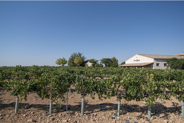 Visita a Bodega Mont Reaga con Cata de Vinos y Aperitivo para dos (Monreal del Llano, Cuenca)
