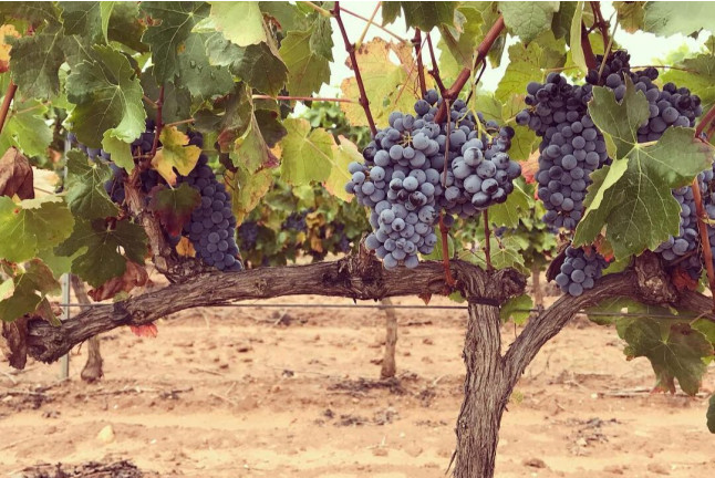 Visita a Bodega y Degustación para dos en Bodega Mayo García (Castellón)