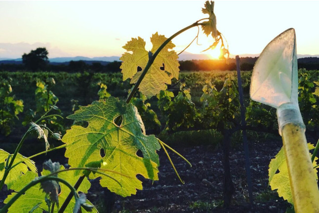 Visita a Bodega y Degustación para dos en Bodega Mayo García (Castellón)