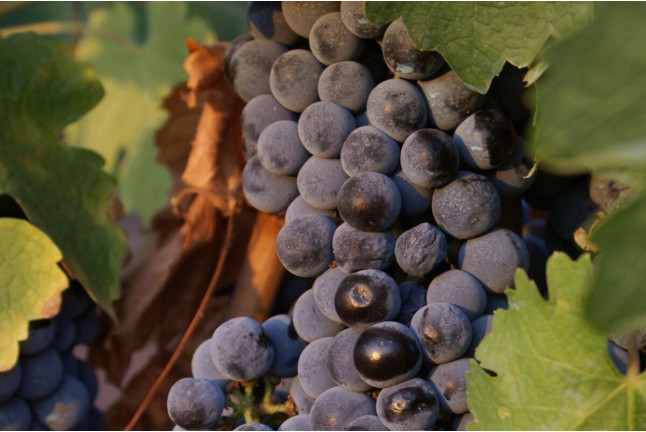 Visita a Bodega y Degustación para dos en Bodega Mayo García (Castellón)
