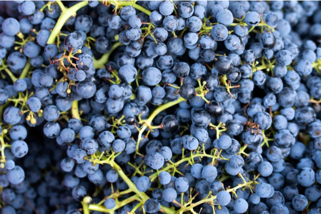 Visita a Bodega y Cata de Vinos en Bodega Emina Ribera (Valladolid)