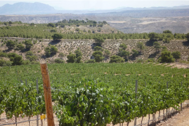 Visita a Bodega Pago de Almaraes con Degustación de Vinos y Embutidos de la zona para dos (Benalúa, Granada)