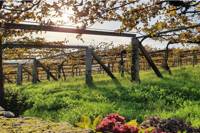 Visita a Bodega Granbazán, Cata de Vinos y Comida para dos (Vilanova de Arousa, Pontevedra)