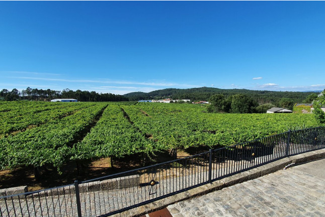 Visita a Bodega Granbazán y Cata de Vinos para dos (Pontevedra)