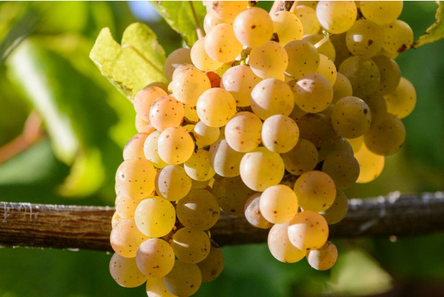Visita a Bodega Granbazán y Cata de Vinos para dos (Pontevedra)