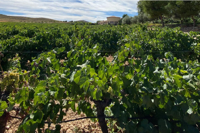 Ruta del Vino: Visita a Bodega Mainetes, Cata de Vino y Tapas para dos (Fuente Álamo, Albacete)